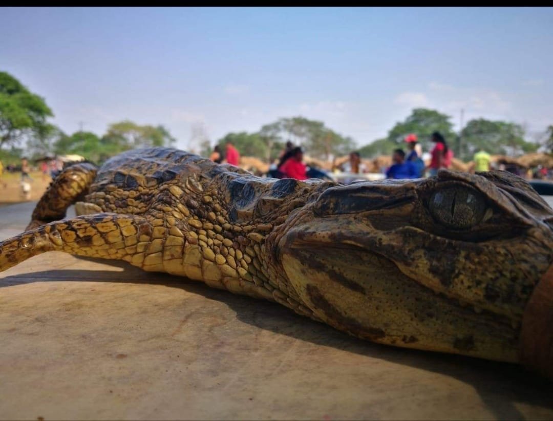 Fauna del territorio - caimán